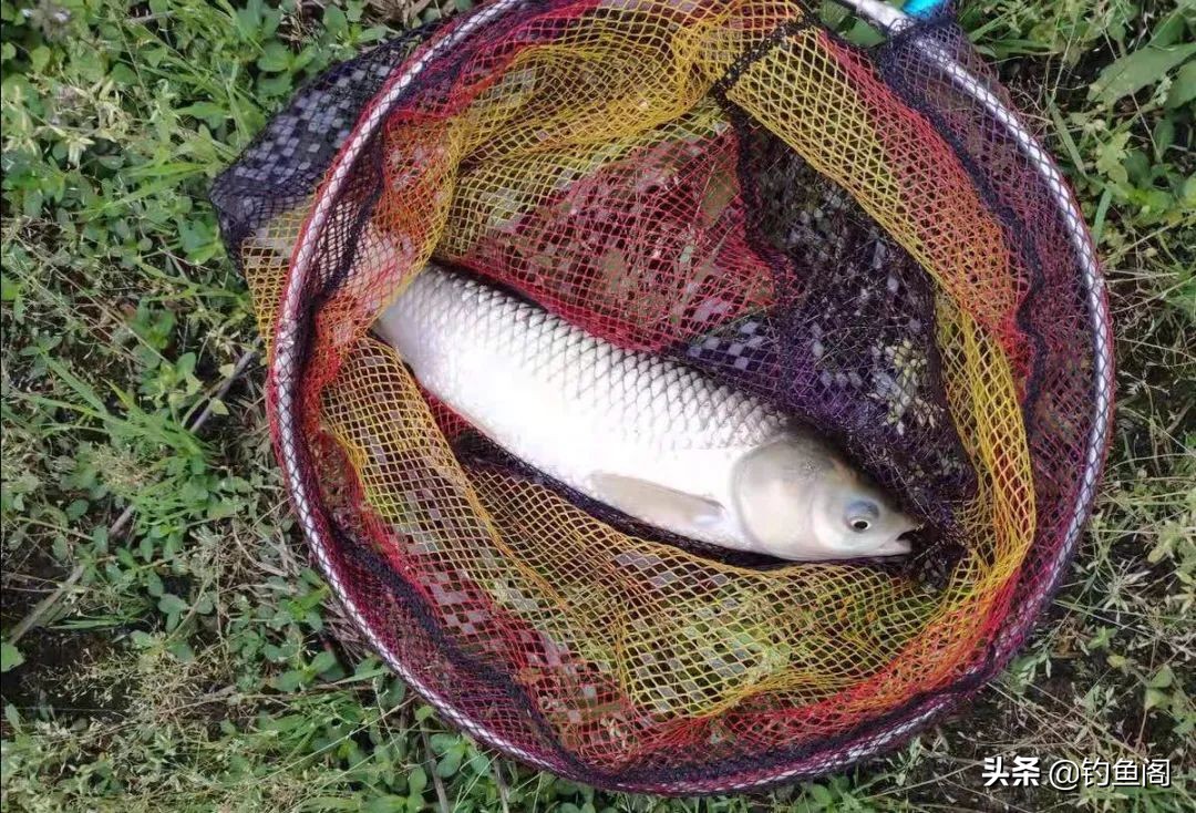 性价比高且实用的7.2鱼竿推荐,性价比7h鱼竿推荐