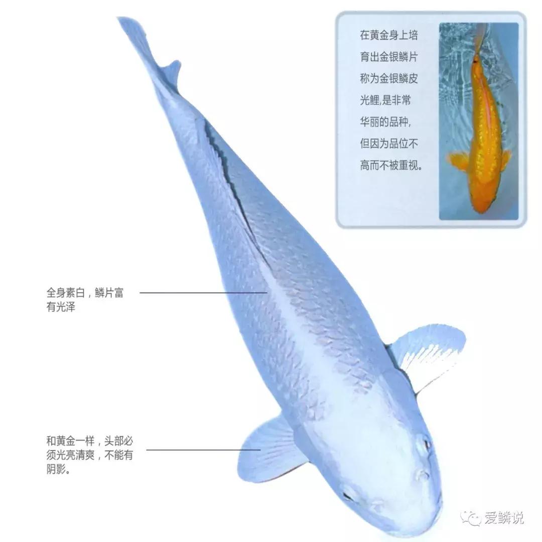 閴磋祻閿﹂菠,閴磋祻閿﹂菠鏁欏