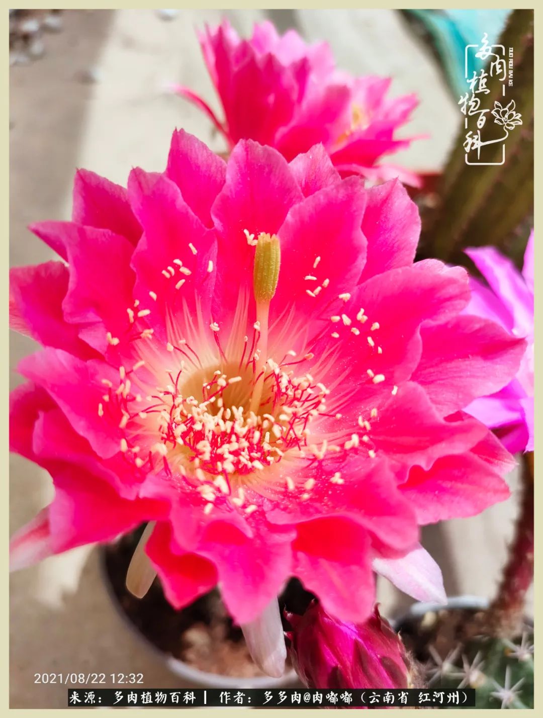 这个春天我们一起去赏花,这个季节我们一起去看花