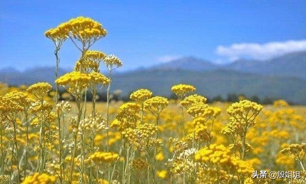 意大利永生花精油,永久花精油功效讲解
