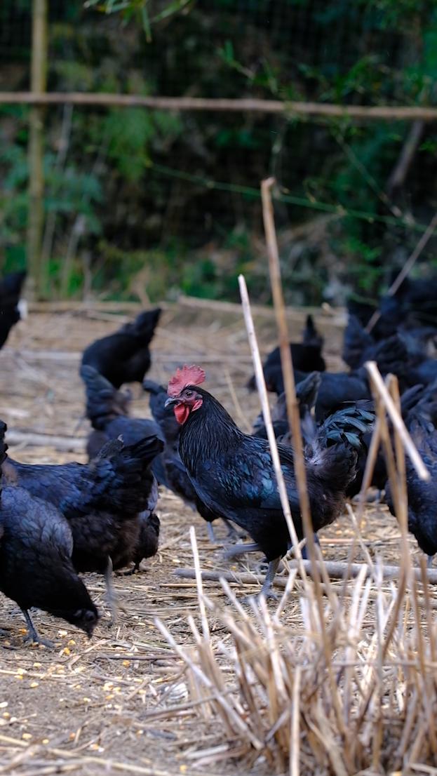 全身灰黑的鸟像鸡一样大不会飞,全身都是黑色的鸡
