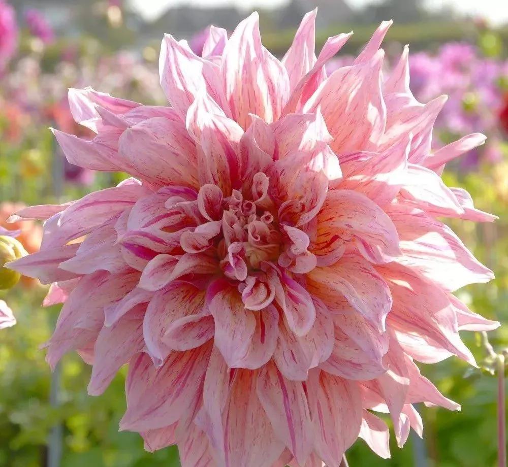 大丽花秋天要起球吗,大丽花怎样越长越好