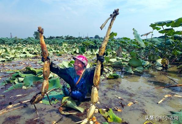 2021农村创业养殖有什么好项目,2020年农村种养殖创业项目