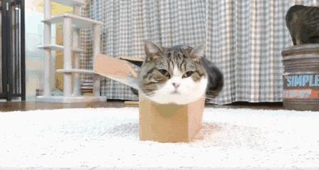 怎样可以封印住一只猫,咋样可以快速封印猫咪