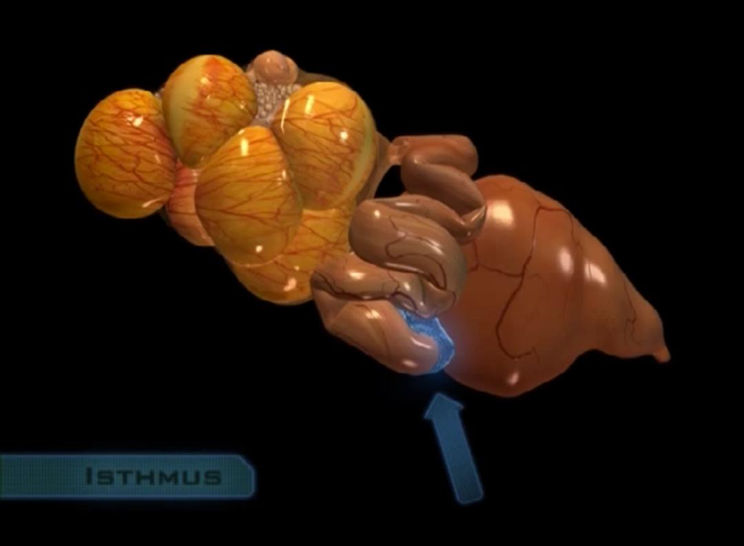 超生动|家禽生殖系统结构和禽蛋形成过程