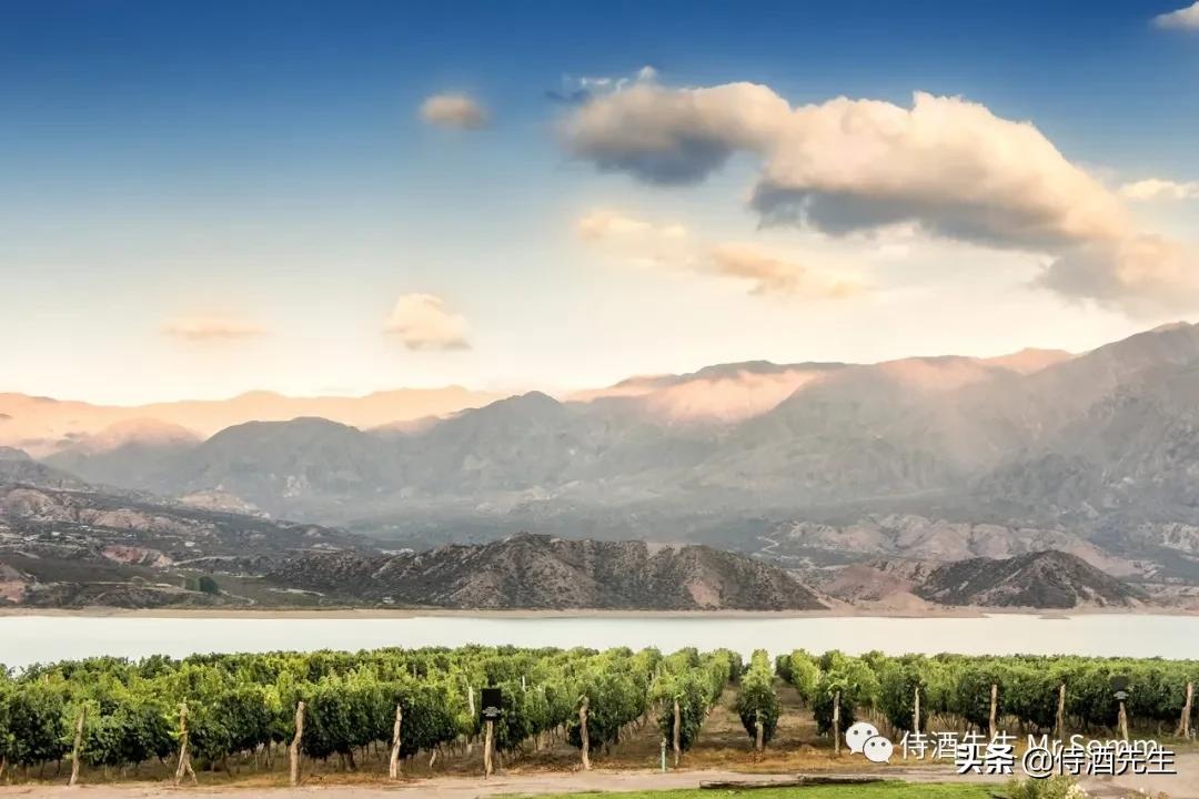 6p葡萄酒,马尔贝克葡萄酒排行