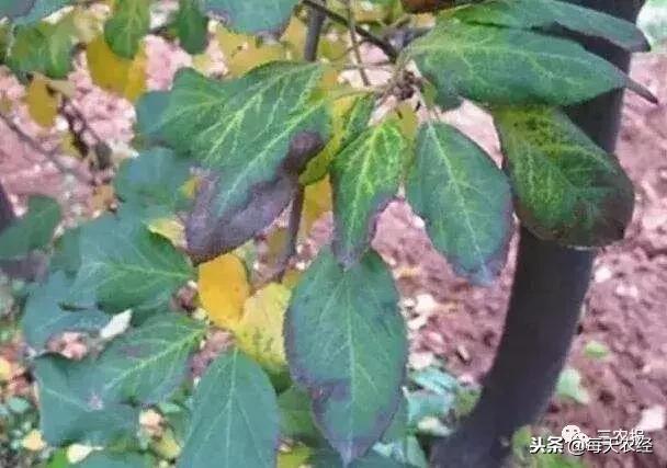 果树出现药害怎么补救,啶虫脒果树药害症状