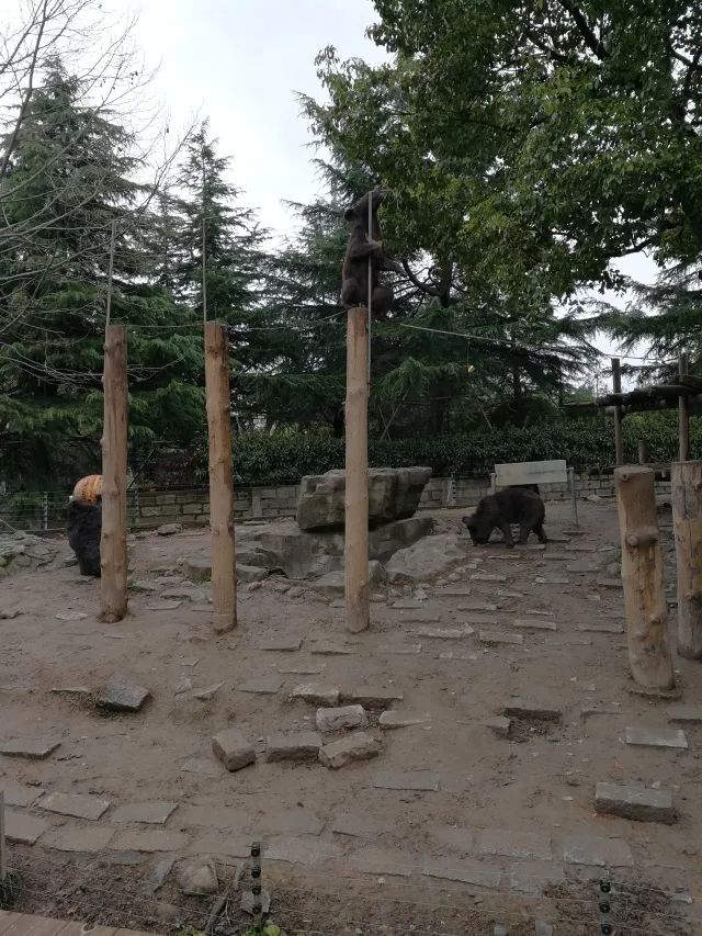 在上海迪士尼怎么玩比较快呢,在上海迪士尼玩一整天