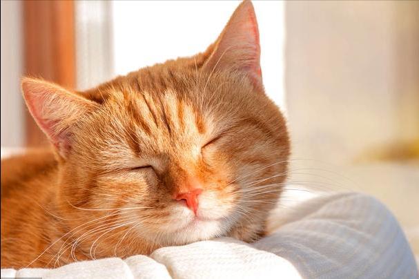 猫咪下巴毛变黄,猫咪眉中间的毛变黄