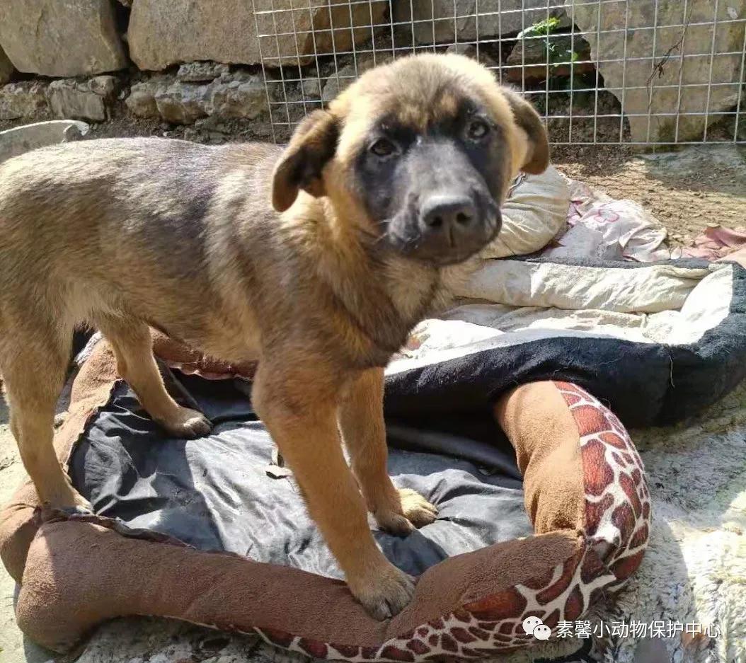 领养代替购买|2021年6月份福州线上宠物领养活动