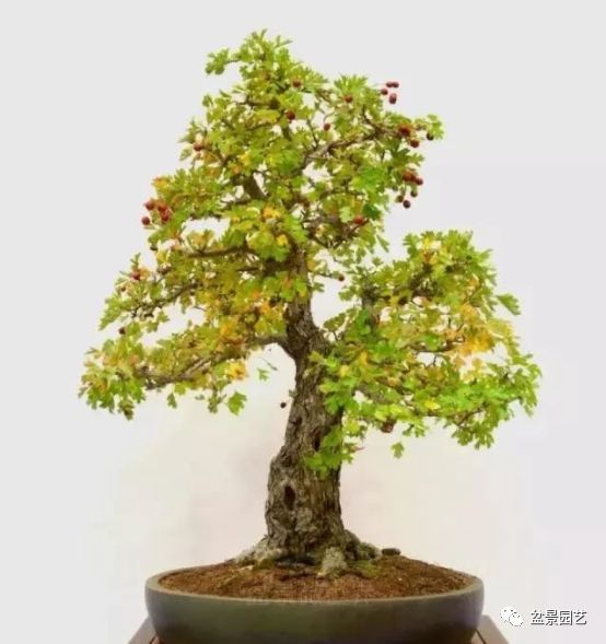 有哪些经典盆景树种,最值得收藏的六种盆景树种是哪些