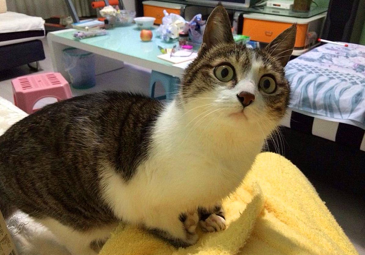 猫咪闹脾气绝非小事，轻视猫咪的情绪会有严重后果，伤猫又伤己