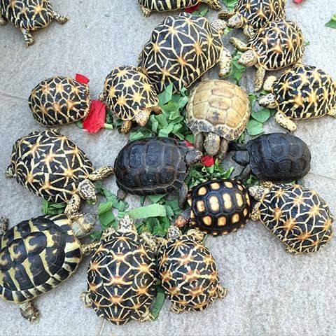 印度星陆龟能养吗,印度星陆龟如何养