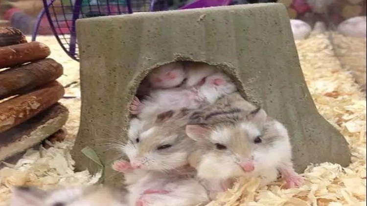 养仓鼠的注意事项和必备物品,饲养仓鼠的十大注意事项