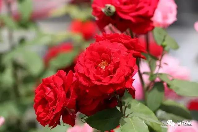 养月季花花叶发黄怎么办,养月季树枝全部干了怎么回事