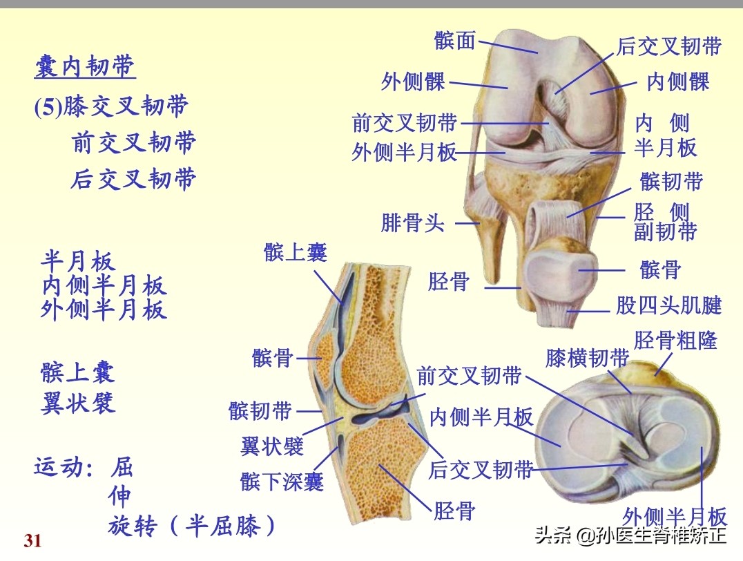 人体解剖学课件ppt,人体解剖学关节学