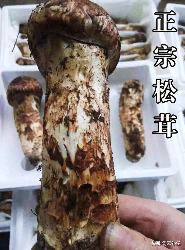 马尾松茸花脚松茸,马尾松茸能吃吗