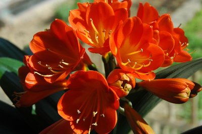 花中君子——君子兰，最详细的君子兰栽培技术，教你分分钟养好花