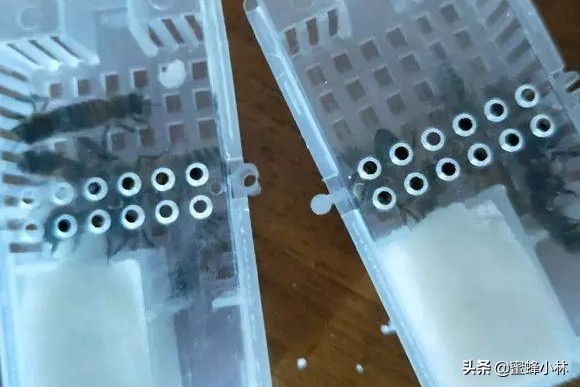 邮寄蜂王怎样介入,邮寄蜂王怎样安全介入新蜂群