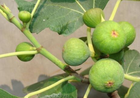 怎么用无花果的枝条种无花果树,喜欢吃无花果什么原因