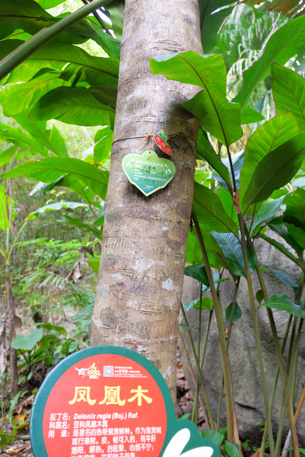 海南呀诺达热带雨林文化旅,三亚诺达雨林旅游攻略