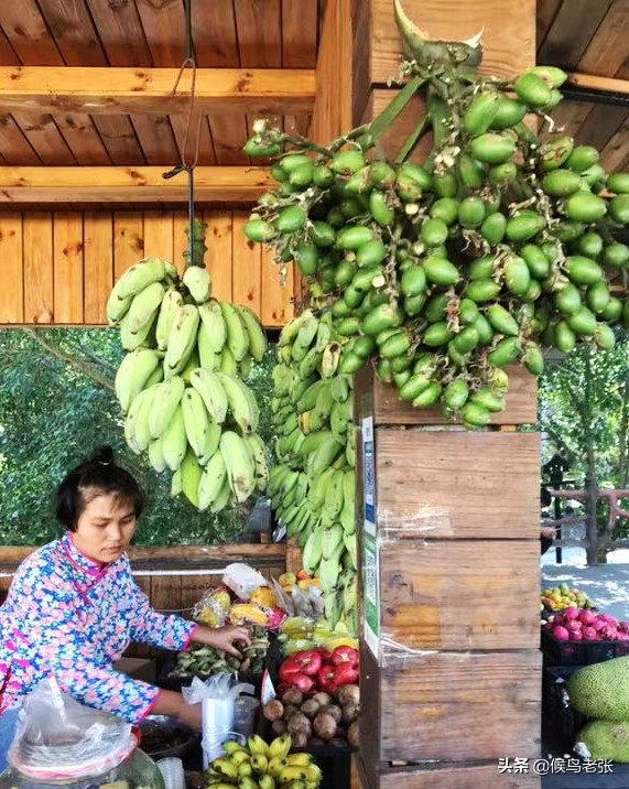 三亚的槟榔虫咬人,三亚旅游槟榔虫咬人