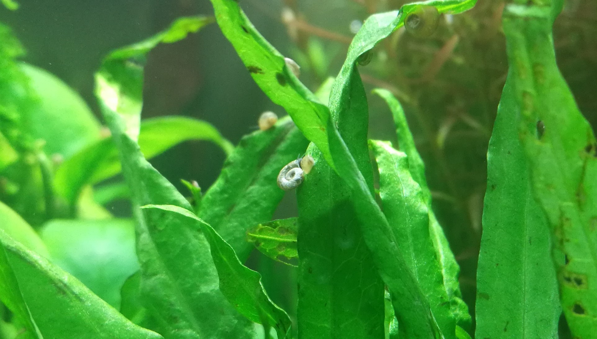 草缸除藻类的最好方法,草缸除褐藻最佳方法