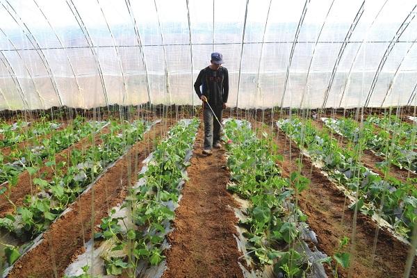 夏季种植豇豆，注意这几个问题，豆角不畸形，品质好，产量高！