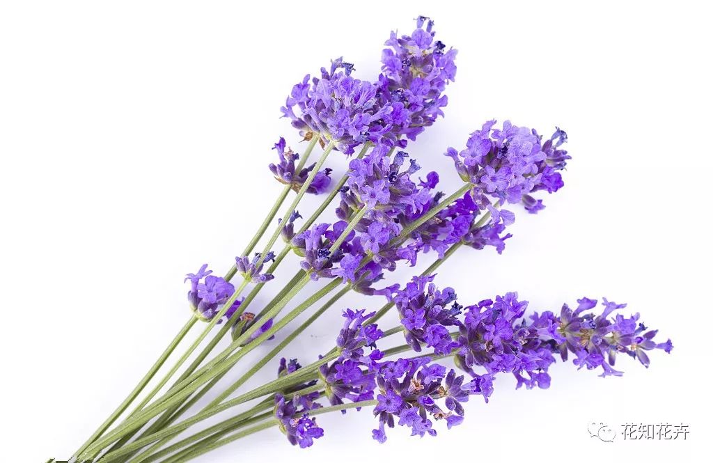 衣草精油真假辨别方法视频,薰衣草真假辨别图解大全