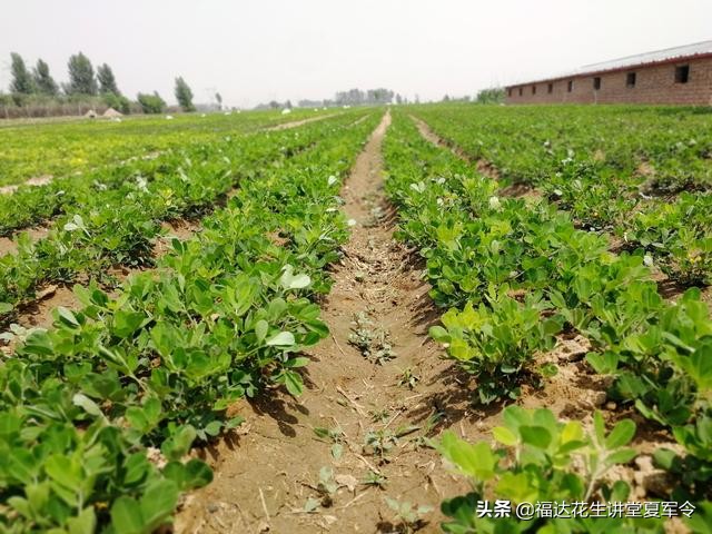 花生害虫用什么药杀虫,花生杀虫最快方法