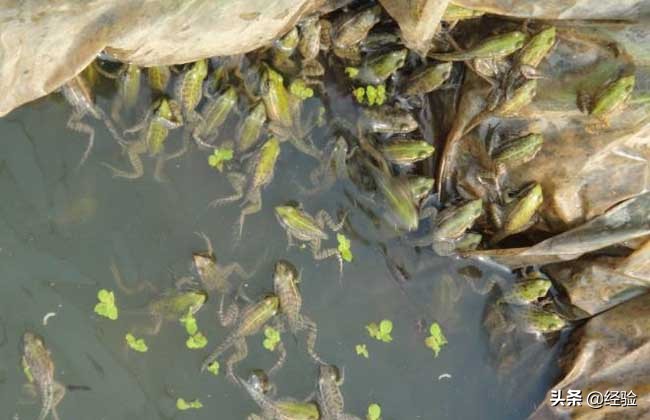 青蛙的饲养技术是什么,青蛙的养殖技术视频直播