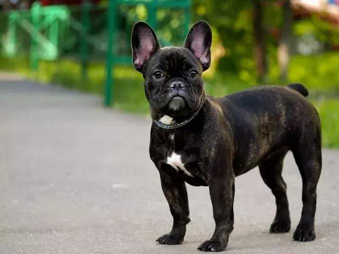 美国家庭都养什么犬,美国人喜欢养什么猛犬