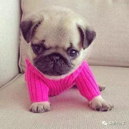 狗狗吃完体内驱虫药应该注意什么,狗狗体内驱虫注意事项