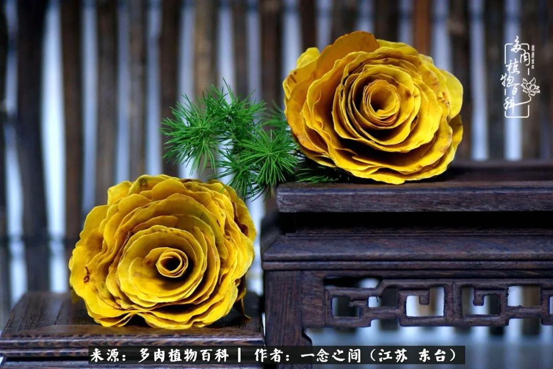 一见多肉误终生,一见多肉误终生从此钱包成路人