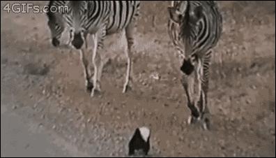 蜜獾的生存能力真有那么强吗,蜜獾为何无所畏惧