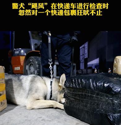警犬发现百香果里藏毒,百香果藏毒被警犬发现