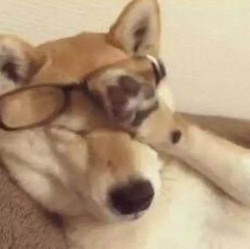 养了7年的狗，治病要花10w，你会救么？