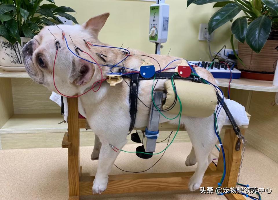 被遗弃的小法斗,法斗被遗弃