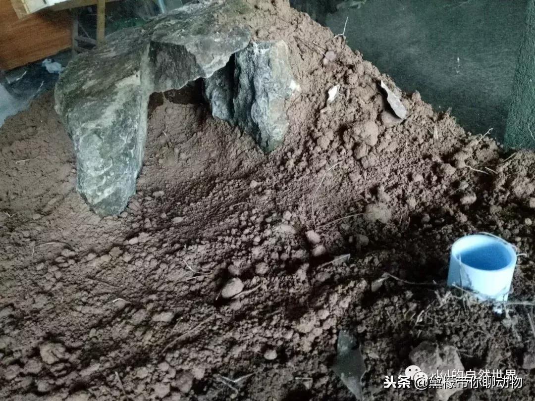 丛林造景黄缘龟池设计图大全,龟宝宝黄缘龟生态缸造景教程