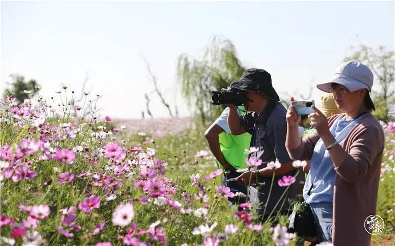 滇池边绝美花海,滇池南岸花海