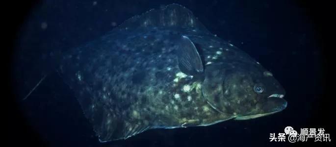 各国海鲜大盘点,今年过年最值得入手的海鲜