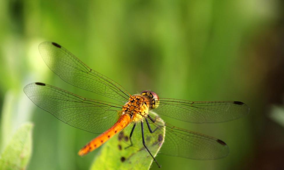 蜻蜓为什么越来越少了,为什么小时候很多蜻蜓现在没有了