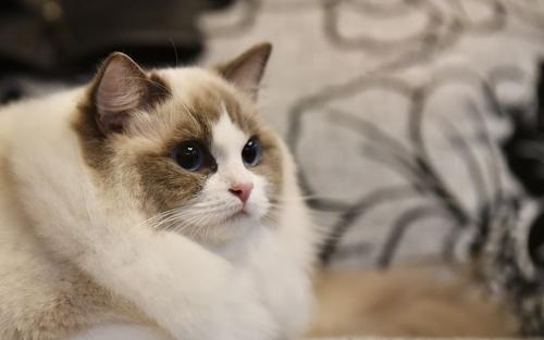 饲养布偶猫禁忌吃什么,饲养布偶