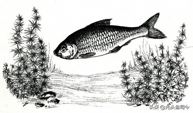 巨型鱼类印度,印度400斤巨大鱼