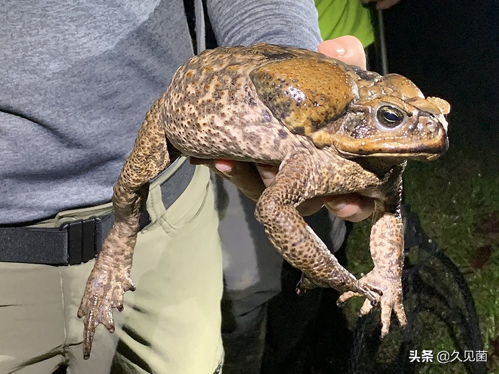 甘蔗蟾蜍入侵澳洲,澳大利亚新入侵物种海蟾蜍