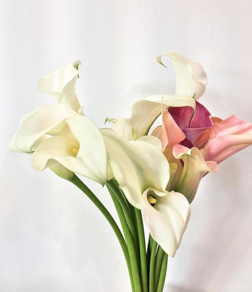 国产马蹄莲盆栽夏天怎么养护,马蹄莲花期施什么肥好养护它呢