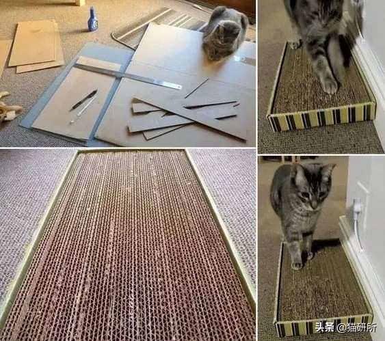 猫咪省钱好物维生素,猫咪必买的10种单品