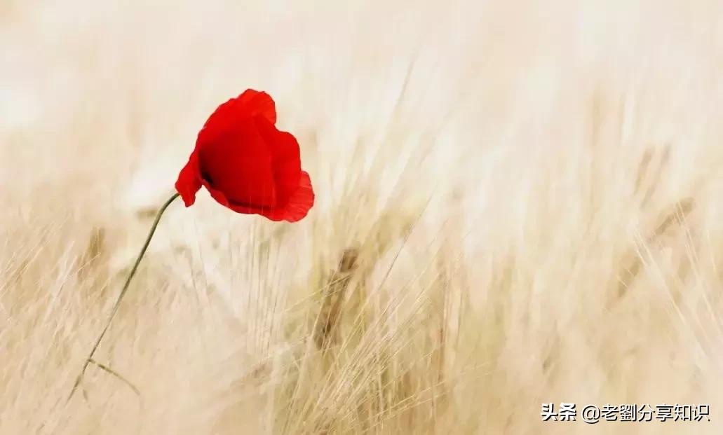 一年级期中考试造句,一年级语文造句专项训练解说