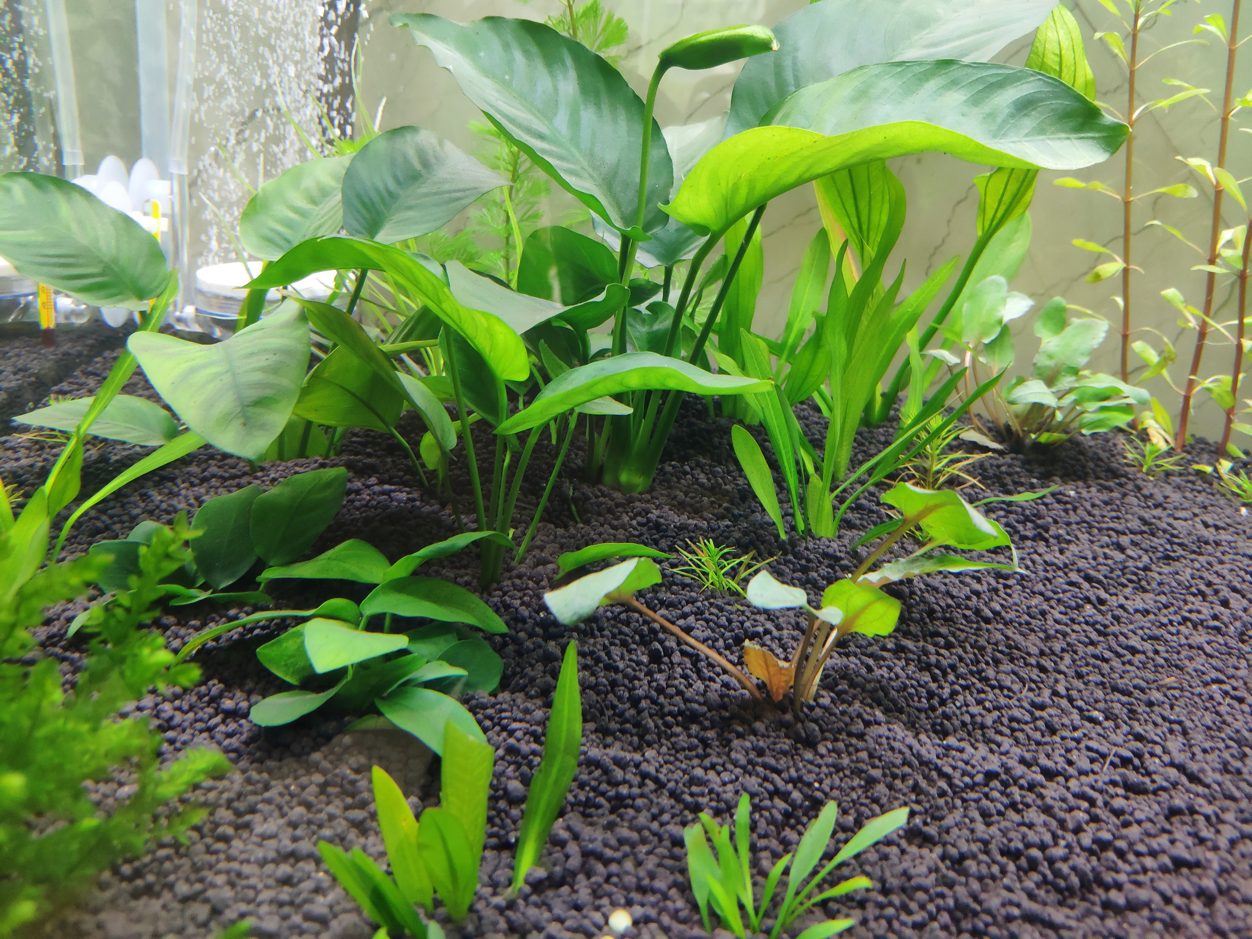 前景最好的水草造景,绿菊花水草水族箱活体造景