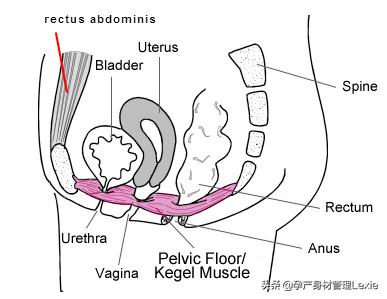 产后一年了出现漏尿问题怎么解决,产后漏尿正确凯格尔运动视频教程